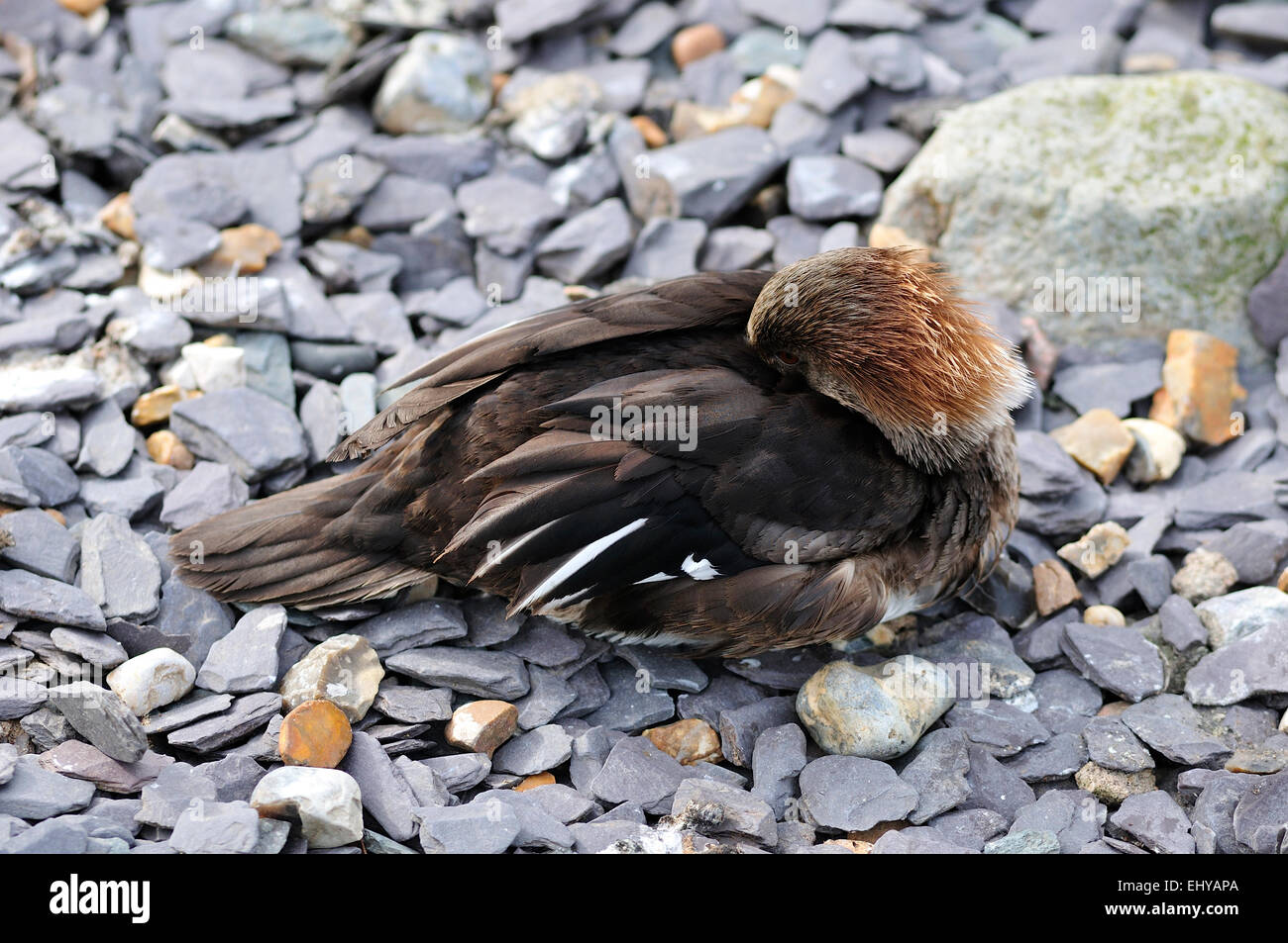 Eine Ente Unterstände auf einem Kiesstrand & Häute ist der Schnabel in die Federn an einem kalten, windigen Tag Stockfoto