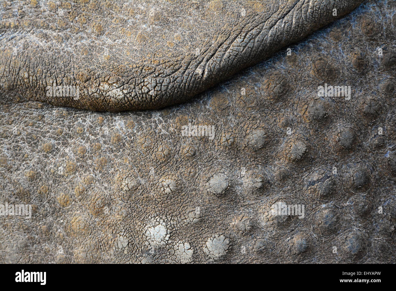 Mehr ein gehörnter Rhinoceros Haut Falten, Unebenheiten & Falten Stockfoto