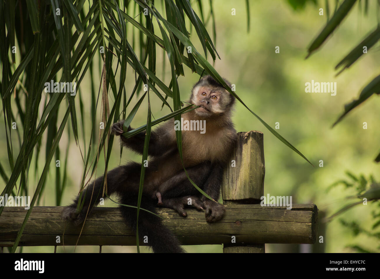 Kapuziner Affen sitzen und denken unter Palme Stockfoto