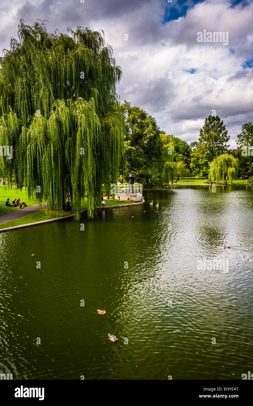 Trauerweide Bäumen und einem Teich in der Boston Public Garden. Stockfoto