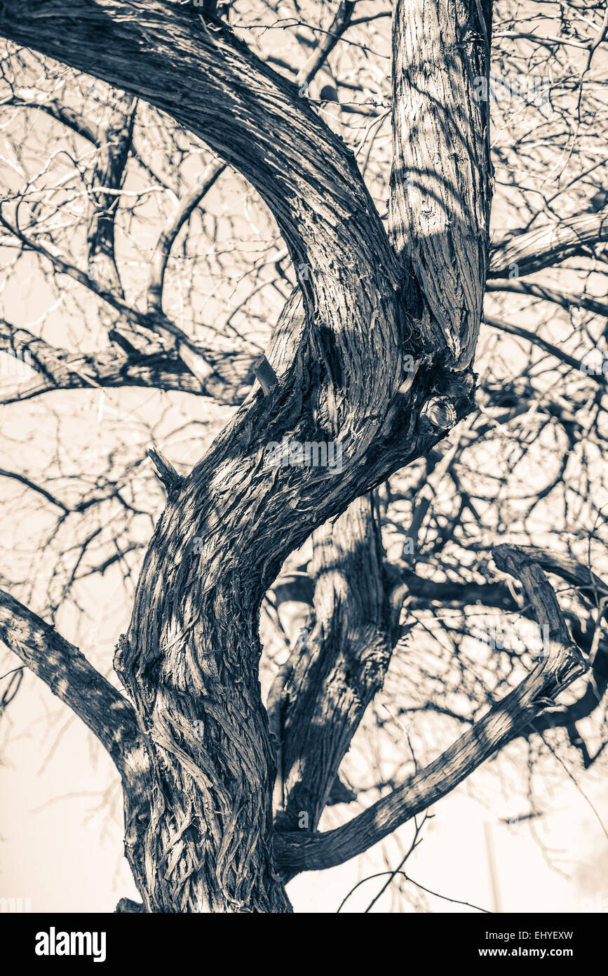 Baum des Geheimnisses. Plain Old Tree Closeup Foto. Stockfoto