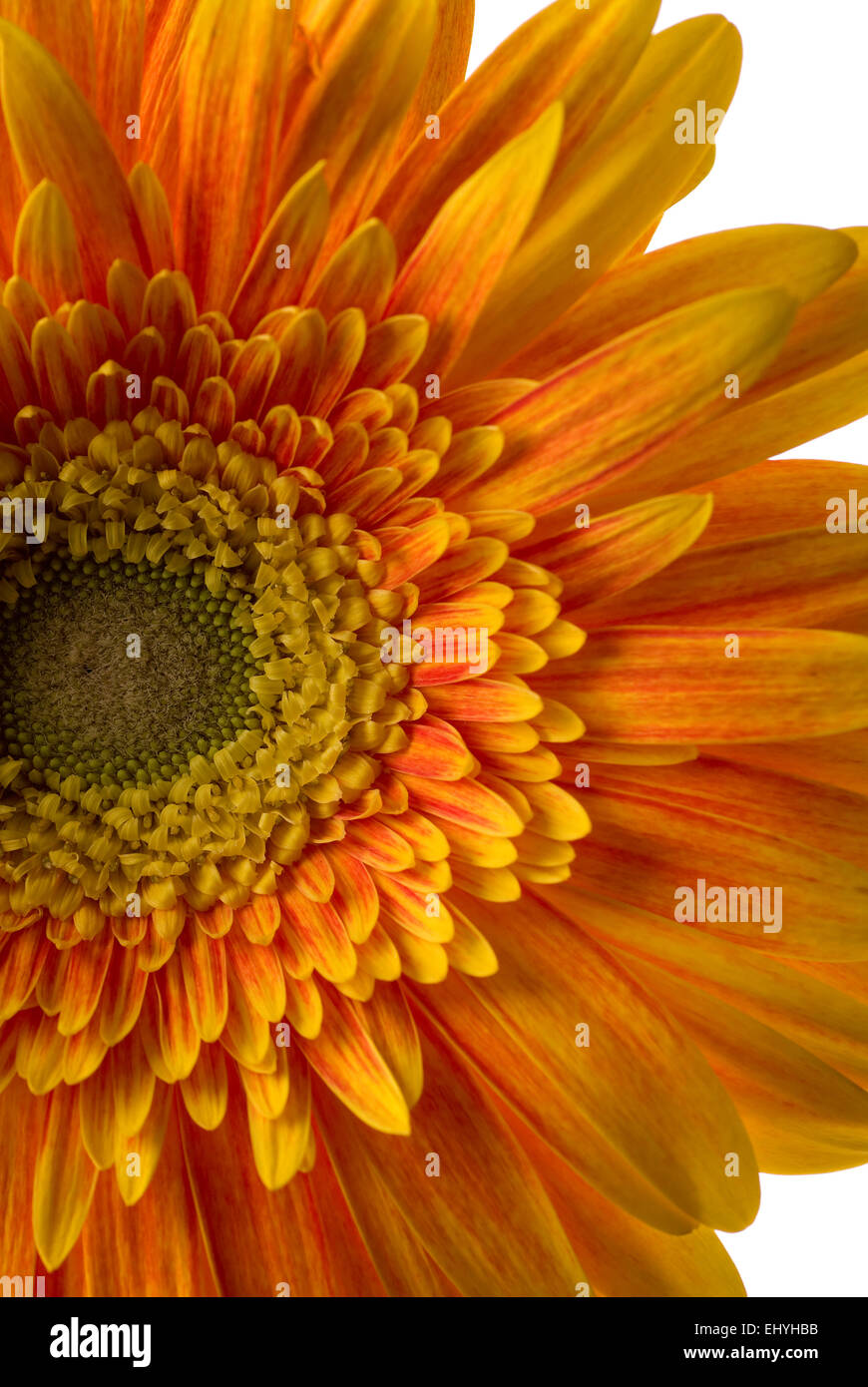 Orange Gerber Daisy Blume nah oben Hintergrund. Stockfoto