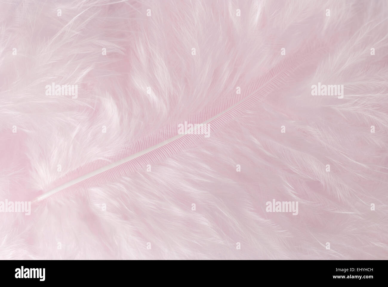 Leichte rosa Feder Hintergrund hautnah full-Frame. Stockfoto
