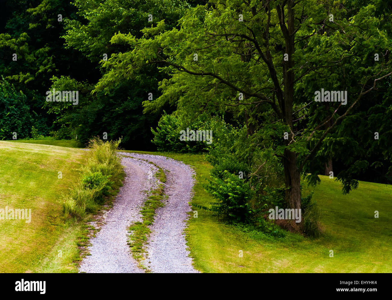 Schmutz-Auffahrt und Baum auf einem Hügel. Stockfoto