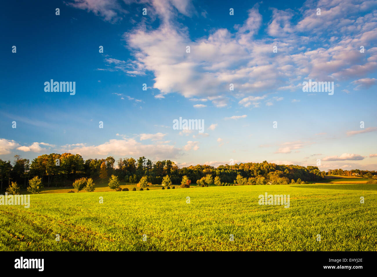 Abendlicht auf einem Feld in ländlichen York County, Pennsylvania. Stockfoto