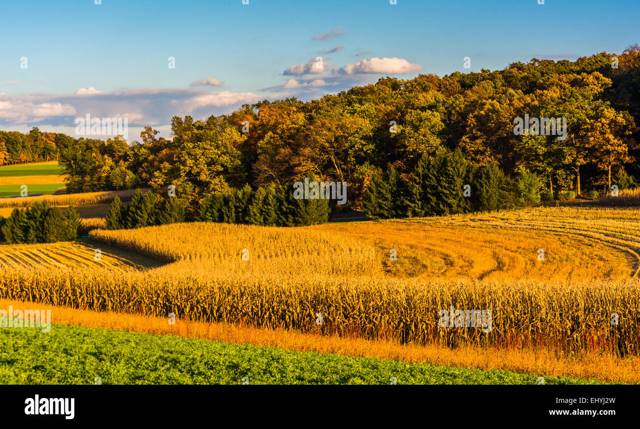 Abendlicht auf Ackerflächen in ländlichen York County, Pennsylvania. Stockfoto