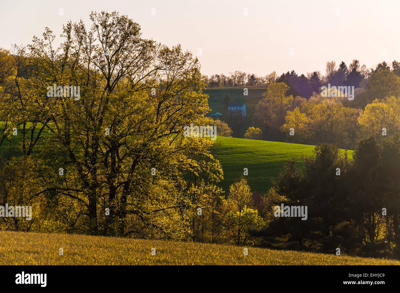 Abendlicht auf Bäumen und Hügeln des südlichen York County, Pennsylvania. Stockfoto