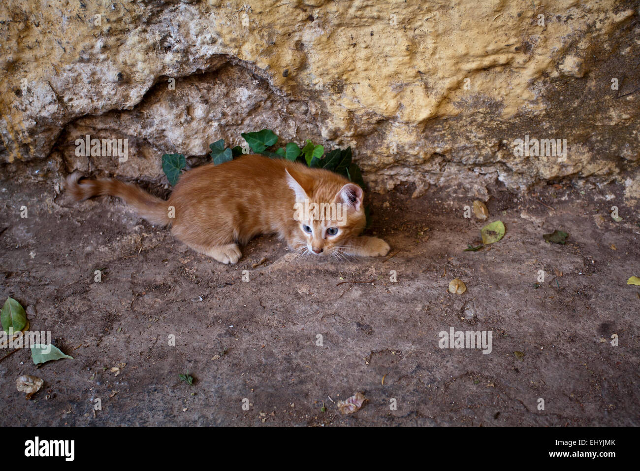Streunende Katzen in Plaka, Athen. Griechenland. Stockfoto