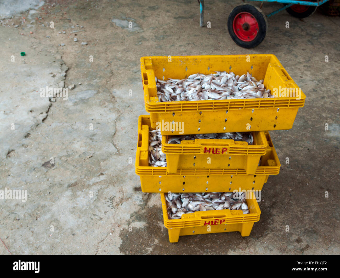 Einem anstrengenden Fisch Handel in den frühen Morgenstunden in der Nähe von Hoi an, Vietnam. Angeln-Kisten bereit für den Transport. Stockfoto