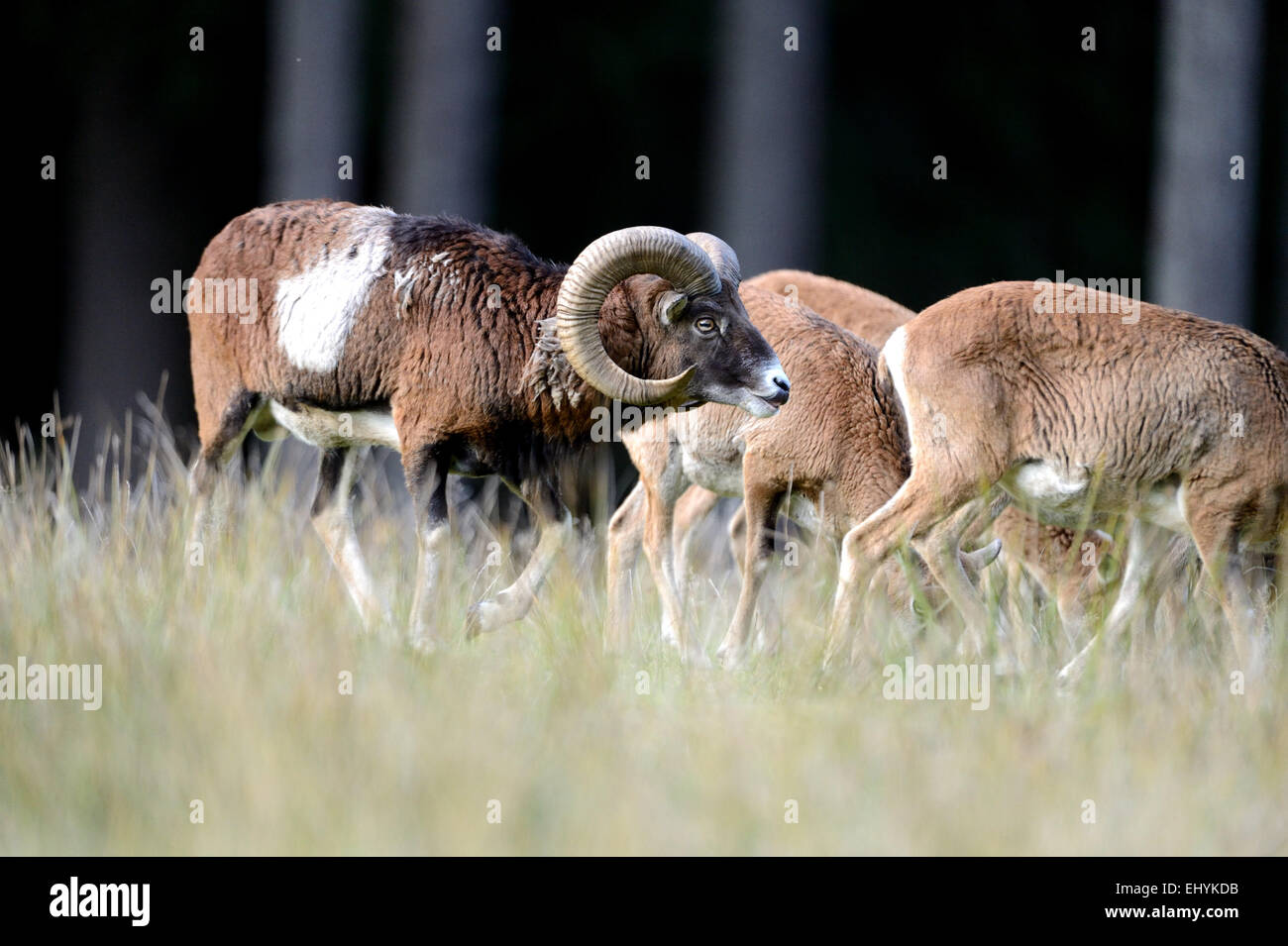 Waschmittel, Tier, Ram, Berg, Ovis Ammon Musimon, Wintermantel, Spiel, Ziege-Antilopen, Hörner, Herbst, Deutschland Stockfoto