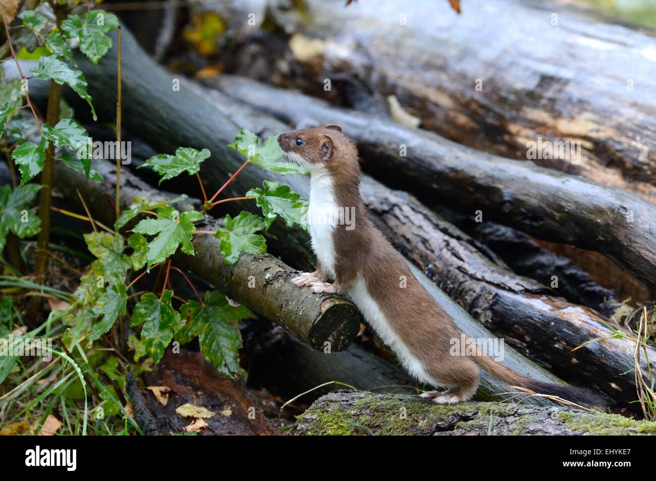 Hermelin, Tier, Herbst, großes Wiesel, kurzes Heck Wiesel, Mustela Erminea, Raubtier, Caniden, Marder, Skunks, Endemical, Wild eine Stockfoto