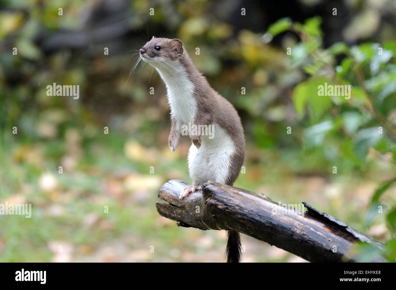 Hermelin, Tier, Herbst, großes Wiesel, kurzes Heck Wiesel, Mustela Erminea, Raubtier, Caniden, Marder, Skunks, Endemical, Wild eine Stockfoto