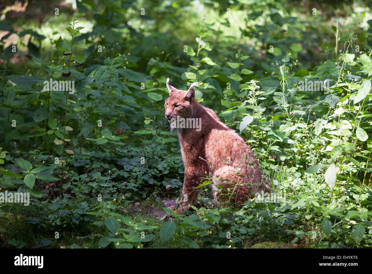 Europa, Fauna, Feloidea, Katzen, landen Wirbeltier, Luchs, Luchse Lynx Lynx, Mammalia, Natur, Norden Luchs, Raubkatze, Raubtier, Mamm Stockfoto