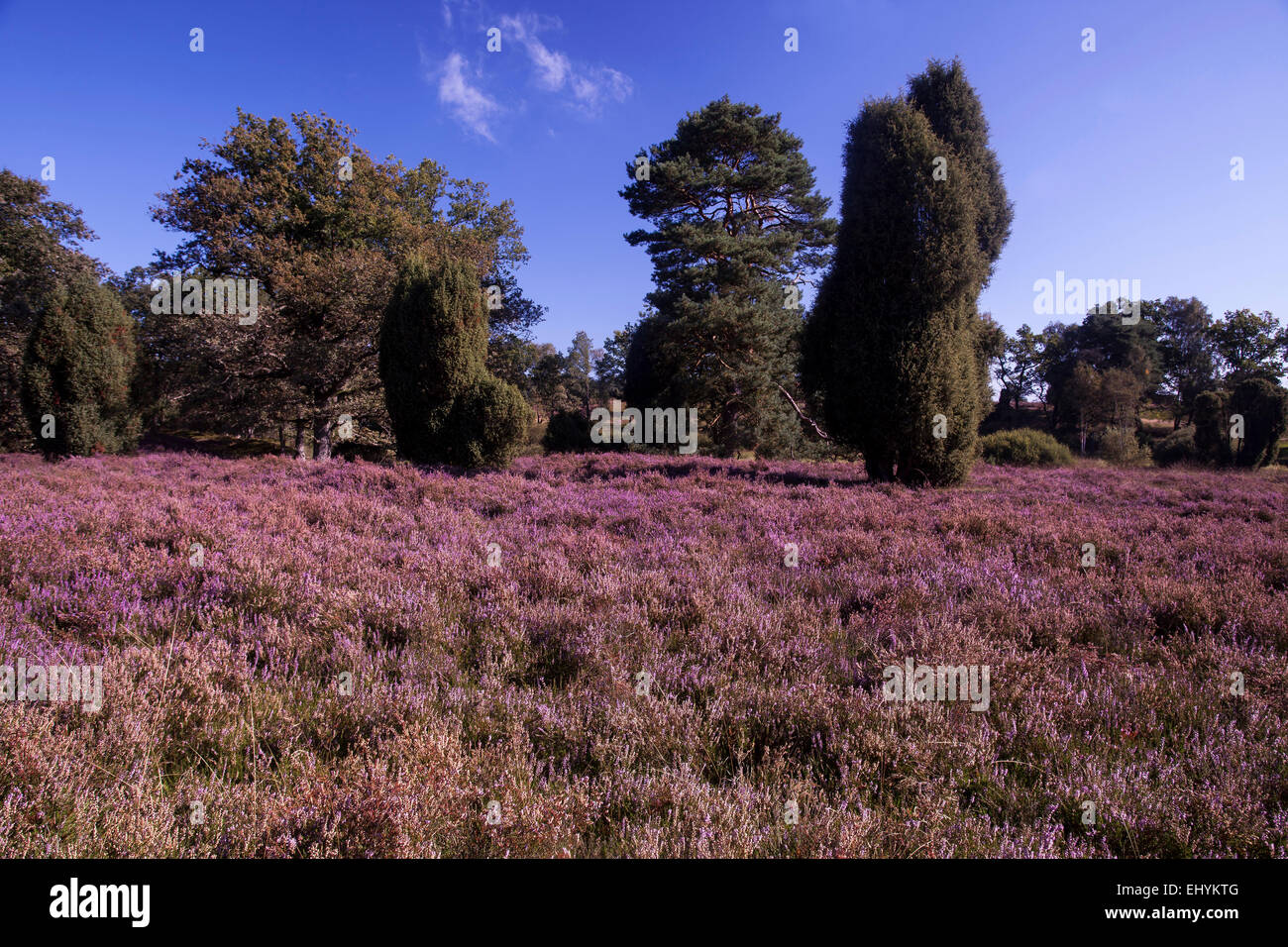 Blüte, Caluna, Deutschland, Europa, Fauna, Moor, Heide blühen, Moor-Landschaft, Saison, Lüneburger Heide, Landschaft, Niedersachsen, Natur, Stockfoto