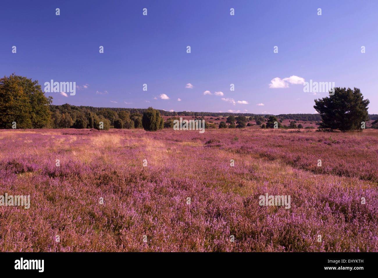 Blüte, Caluna, Deutschland, Europa, Fauna, Moor, Heide blühen, Moor-Landschaft, Saison, Lüneburger Heide, Landschaft, Niedersachsen, Natur, Stockfoto