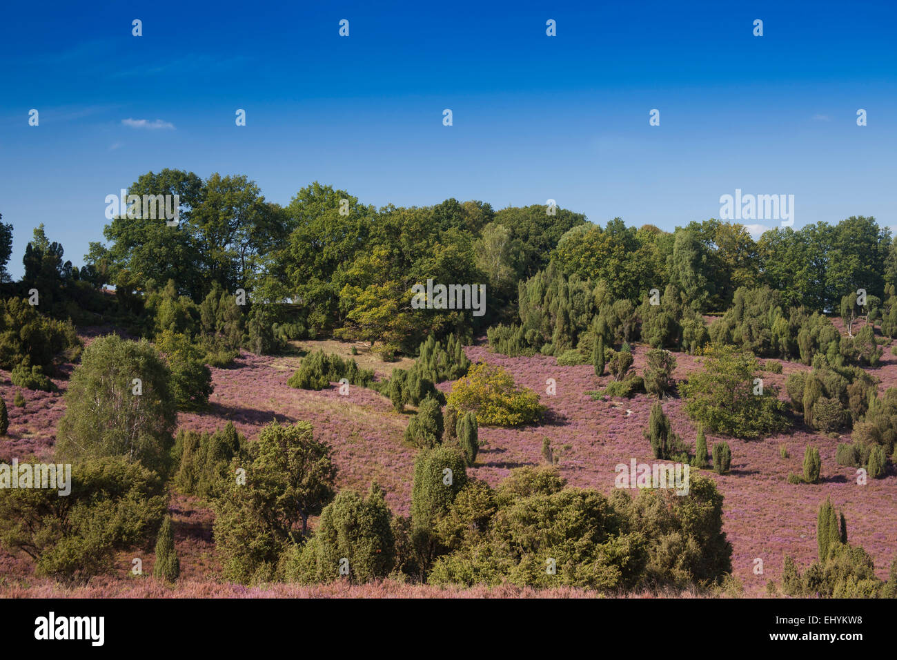 Blüte, Caluna, Deutschland, Europa, Fauna, Moor, Heide blühen, Moor-Landschaft, Saison, Trainer, Tour, Lüneburger Heide, Landschaft, untere Sax Stockfoto