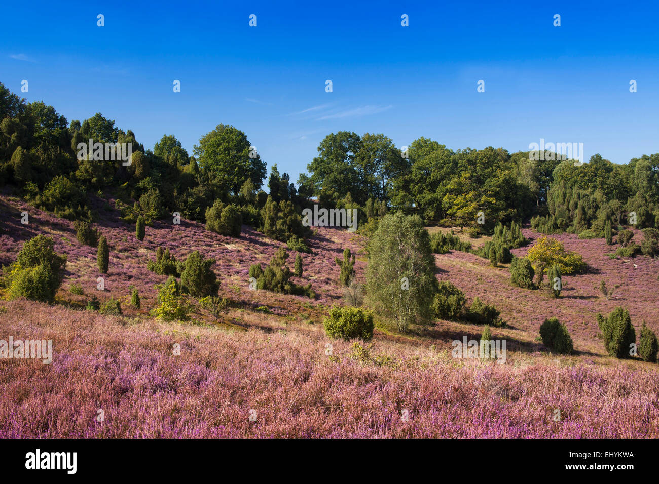 Blüte, Caluna, Deutschland, Europa, Fauna, Moor, Heide blühen, Moor-Landschaft, Saison, Trainer, Tour, Lüneburger Heide, Landschaft, untere Sax Stockfoto