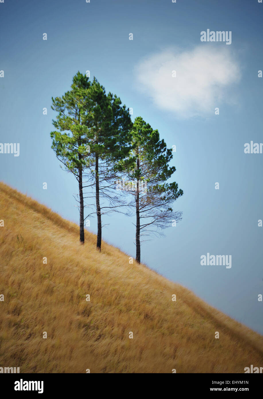 Drei Bäume in einer Reihe auf einem Hügel Stockfoto
