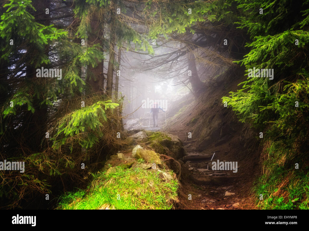 Menschen wandern in den Wäldern, Appenzeller, Schweiz Stockfoto