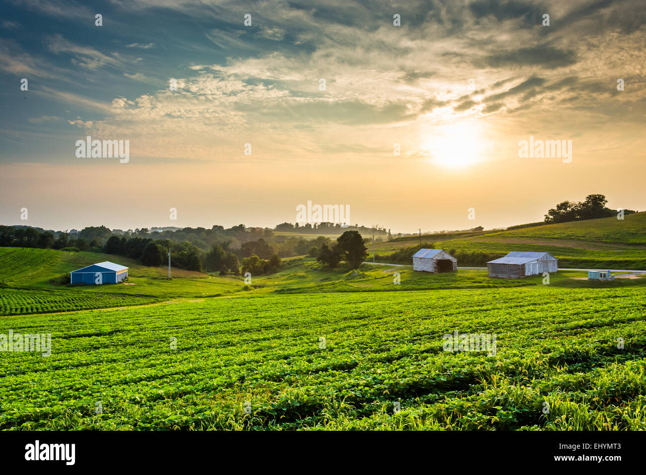 Trübe Sommer Sonnenuntergang über Ackerflächen in ländlichen York County, Pennsylvania. Stockfoto