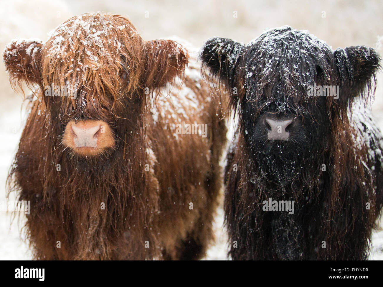 Zwei junge Highland Kühe mit Schnee bedeckt Stockfoto