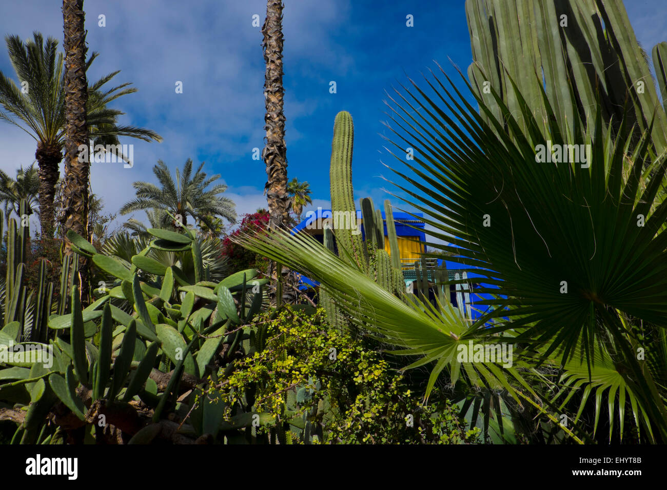 Majorelle Gärten, Marrakesch, Marokko, Nordafrika Stockfoto