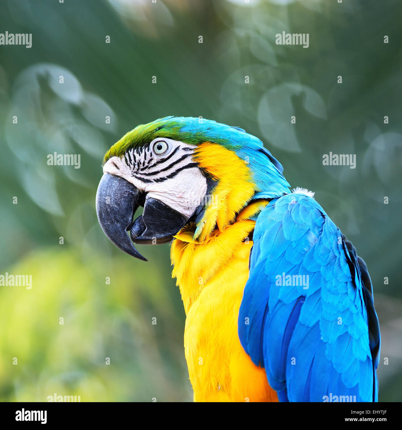 Schöne Papagei Vogel, blau und Gold Ara im Porträt-Profil Stockfoto