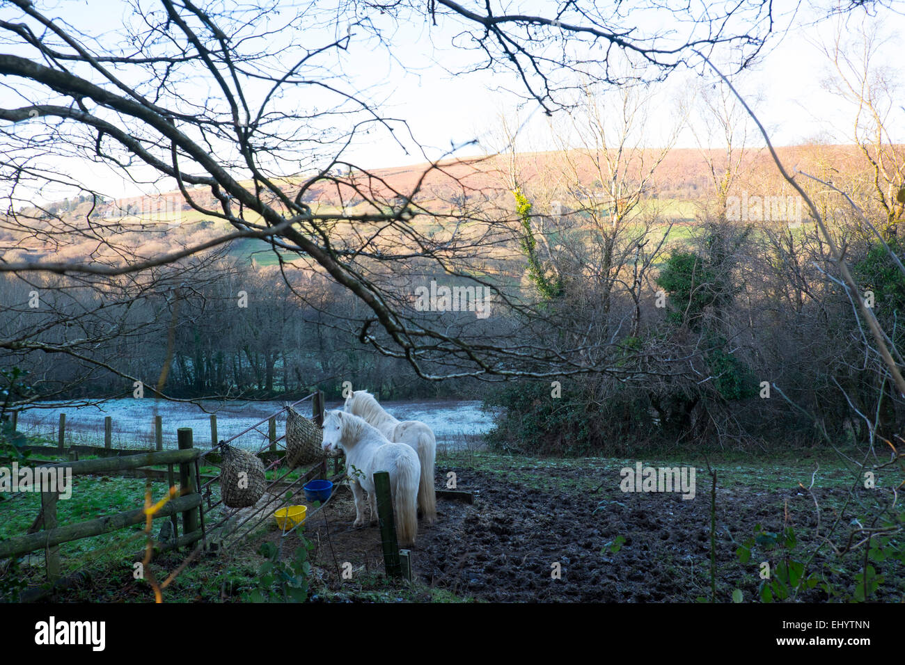 Ponys in schlammigen Feld, Garth Mountain, in der Nähe von Cardiff, South Wales, UK Stockfoto