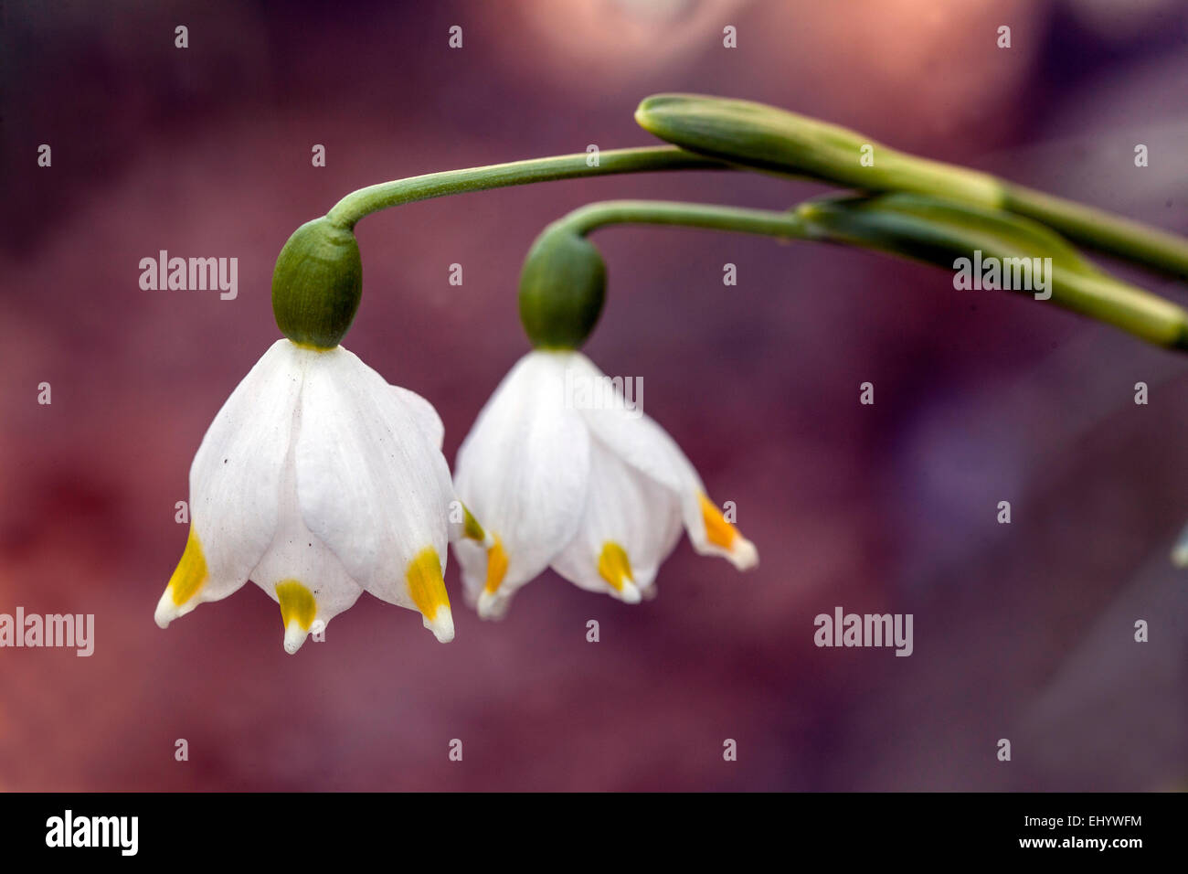 Frühling Schneeflocke Leucojum vernum Stockfoto