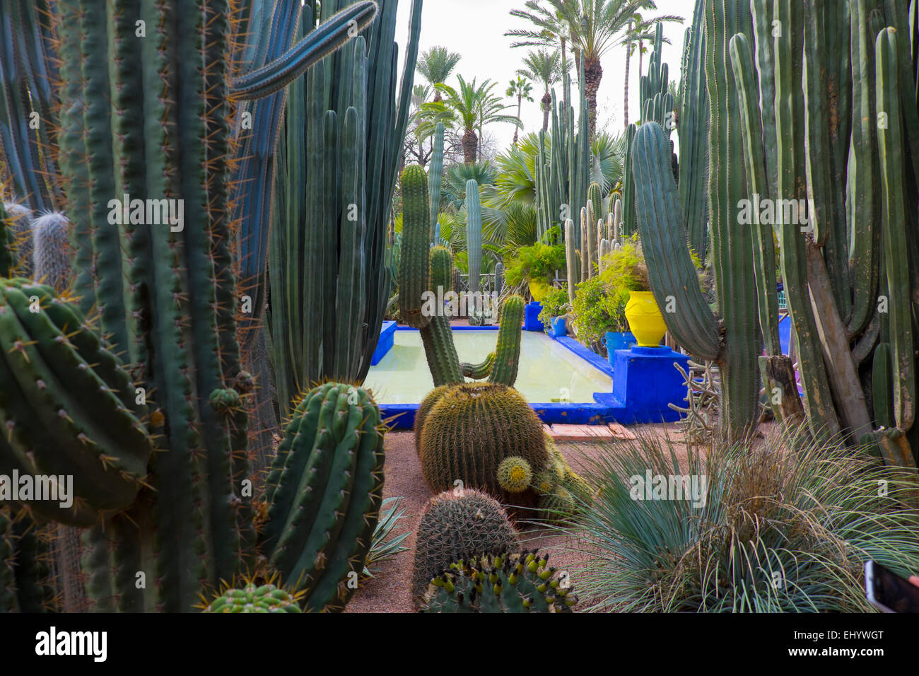 Majorelle Gärten, Marrakesch, Marokko, Nordafrika Stockfoto