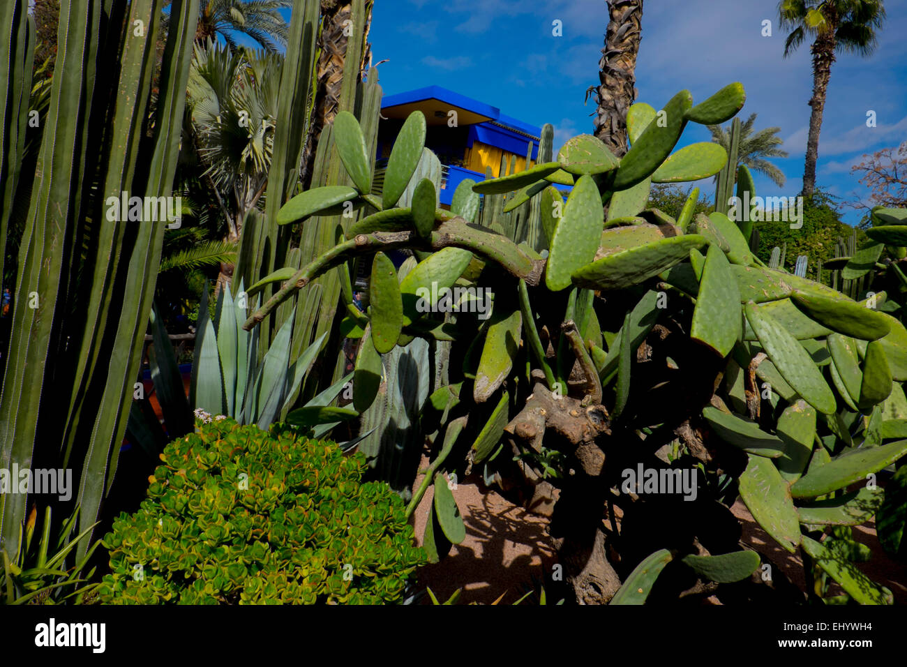 Majorelle Gärten, Marrakesch, Marokko, Nordafrika Stockfoto