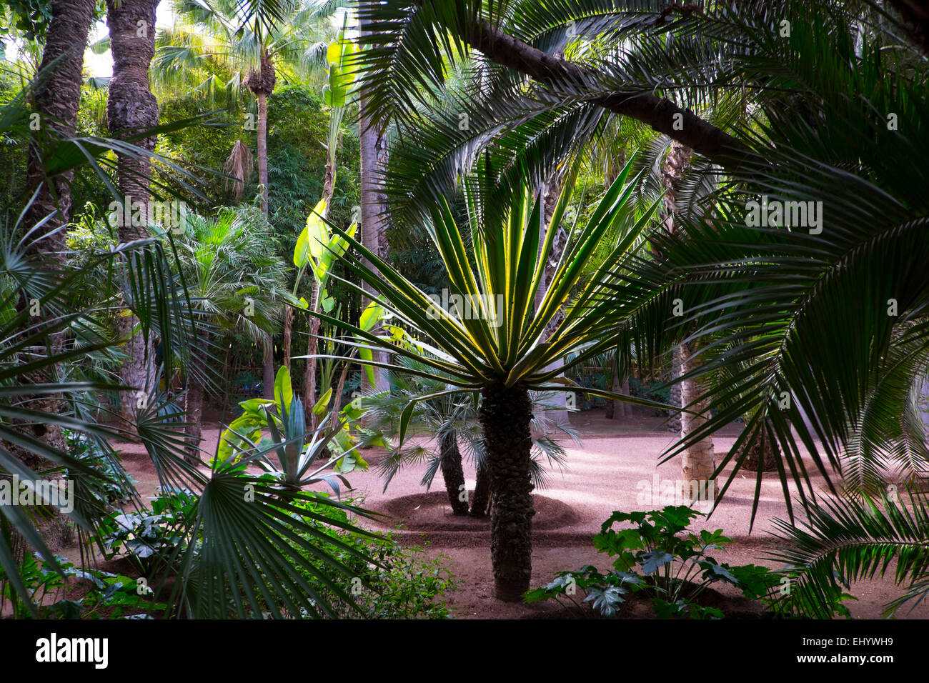 Majorelle Gärten, Marrakesch, Marokko, Nordafrika Stockfoto