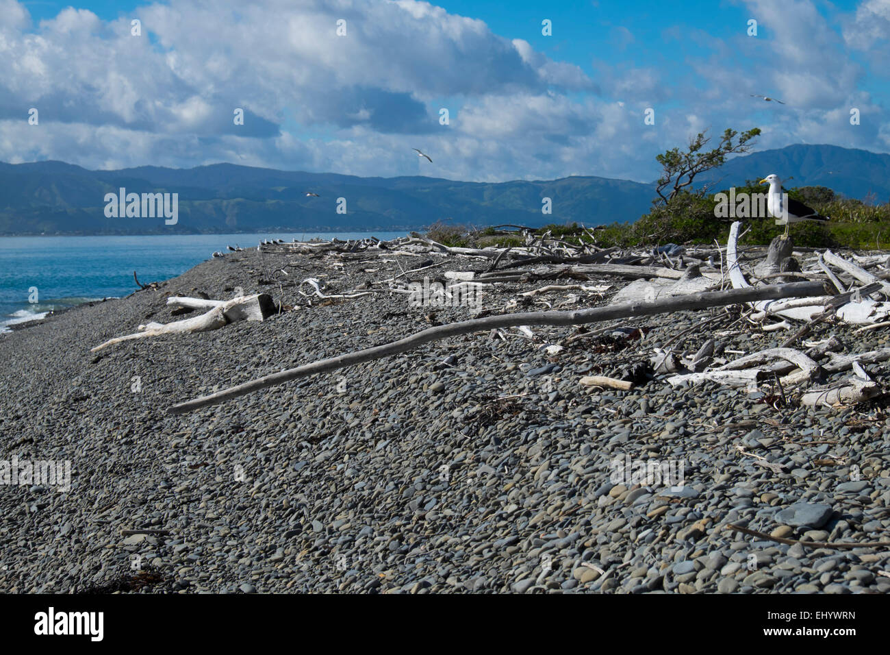 Kapiti Island, Blick in Richtung Festland Westküste der Nordinsel, Neuseeland Stockfoto