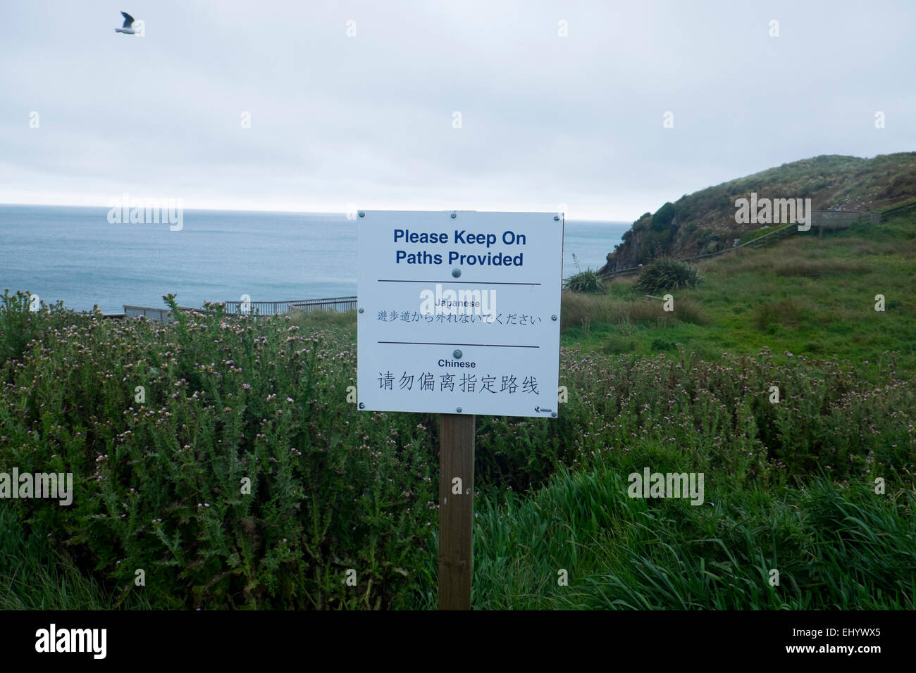 Touristische Schilder in Japaneseand Chinesisch, Royal AlbatrossCentre, Otago Peninsula, Dunedin, Neuseeland Stockfoto