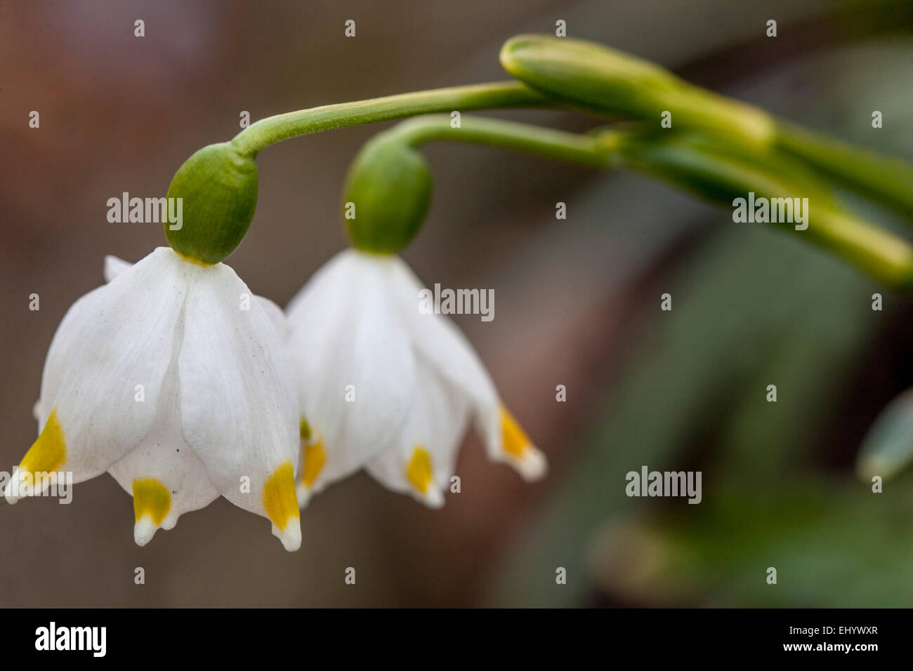 Frühling Schneeflocke Leucojum vernum Stockfoto