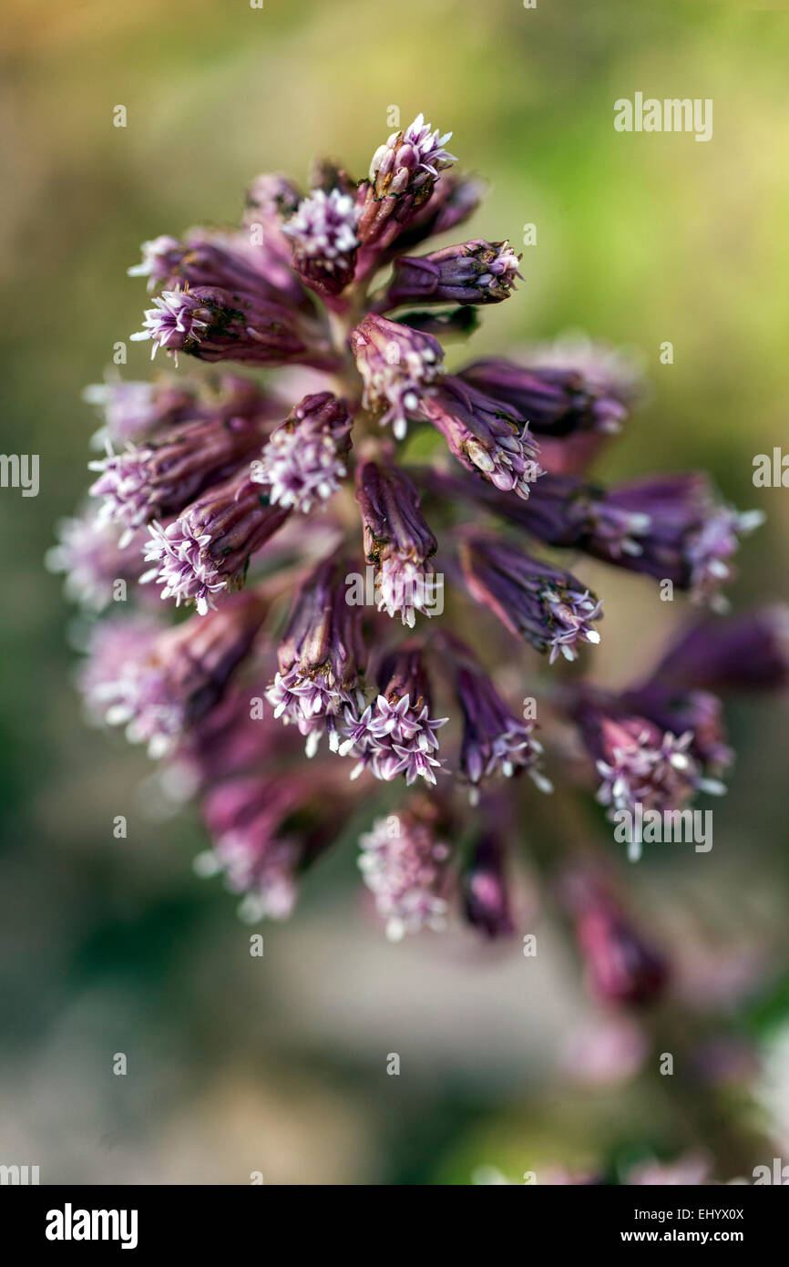 Butterbur Petasites hybridus, Gartenkräbchenblüte Stockfoto