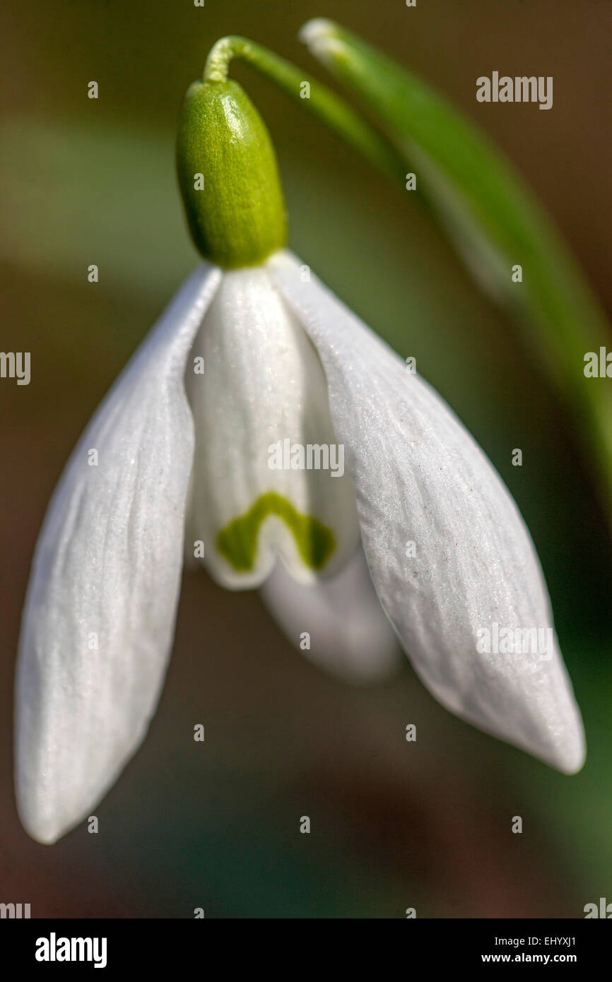 Schneeglöckchen, Galanthus nivalis Nahaufnahme Stockfoto