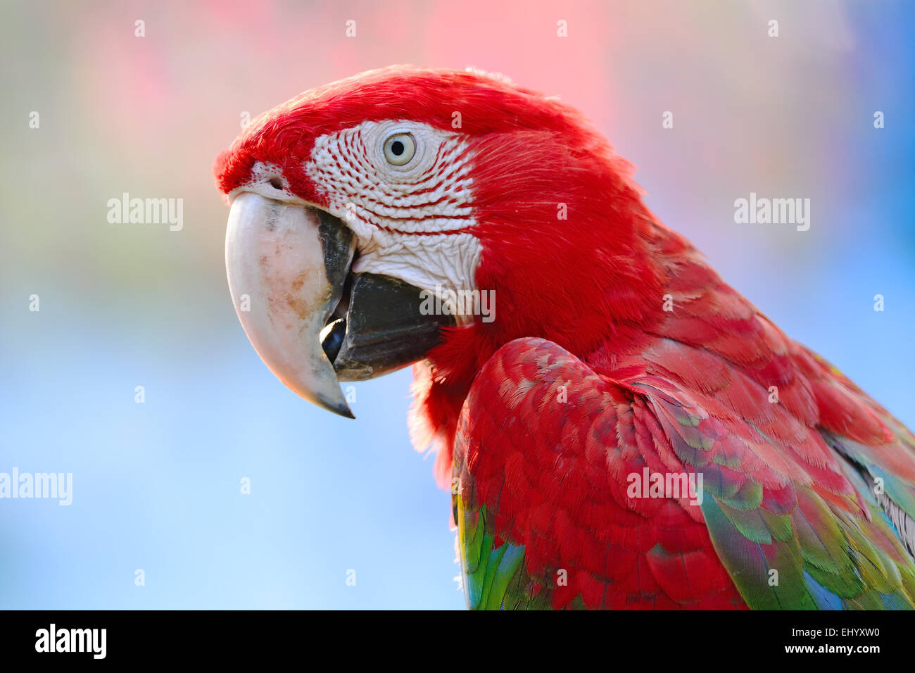 Schöne Papagei Vogel, Greenwinged Ara im Porträt-Profil Stockfoto