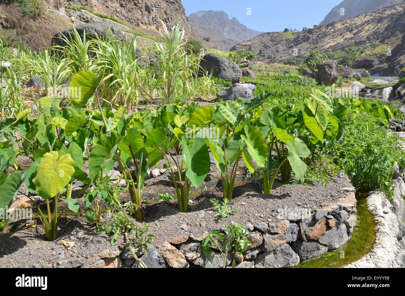 Kap Verde, Kapverden, Santo Antao, Tarrafal de Monte Trigo, Landwirtschaft, Kanal, Kanal, Felder, Bach, Bewässerung Stockfoto