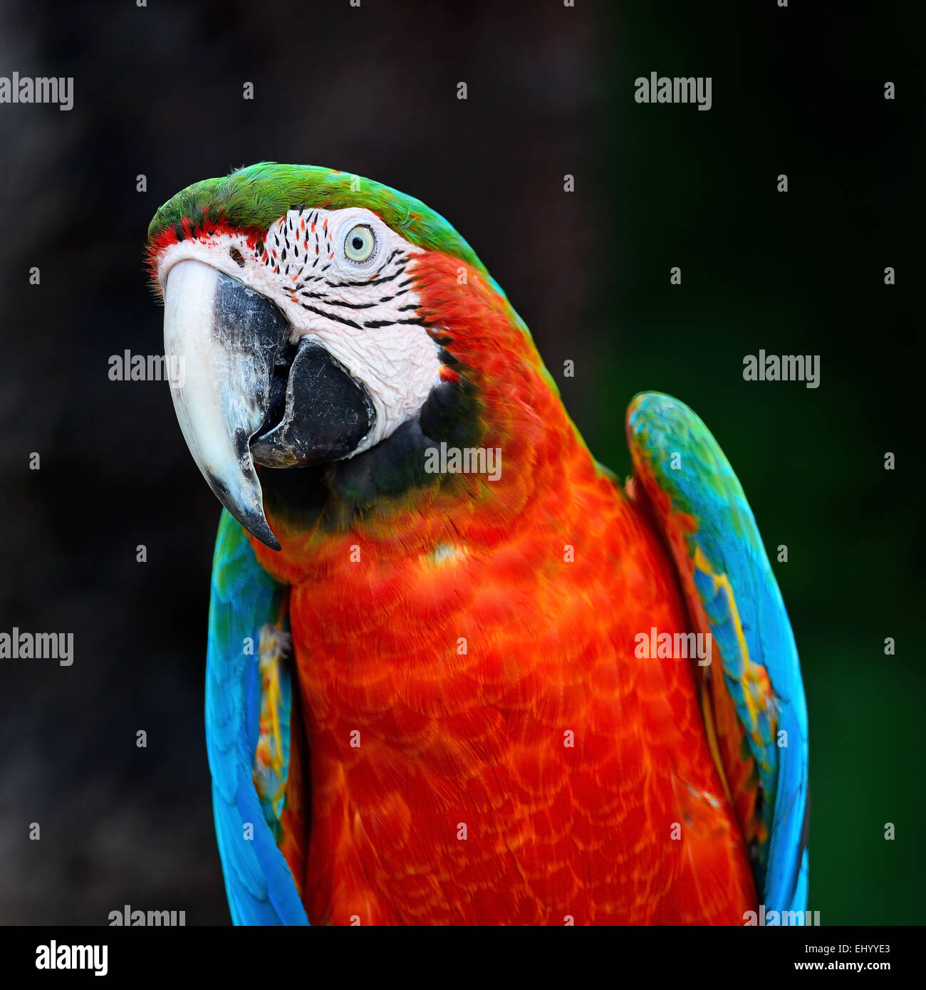 Schöne Papagei Vogel, Harlekin Ara im Porträt-Profil Stockfoto