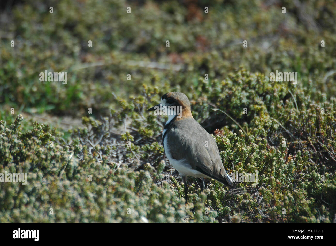 Die Falkland-Inseln, Falkland, Südamerika, schlossen zwei Regenpfeifer, Vogel, Charadrius Falklandicus, endemical Stockfoto