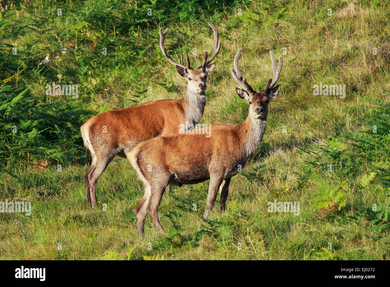 2, Cervus Elaphus, Geweih, Hirsch, Hirsch, Highland, Highland, Männlich, rote Rotwild, Schottland, Sommer, Scottish, Ständer, zwei Stockfoto