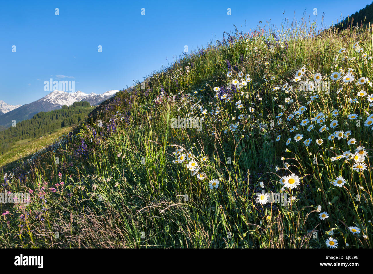 Ardez, Schweiz, Europa, Kanton Graubünden, Graubünden, Engadin, Unterengadin, Engadin, untere Engadin, Wiese, Berg Pastur Stockfoto