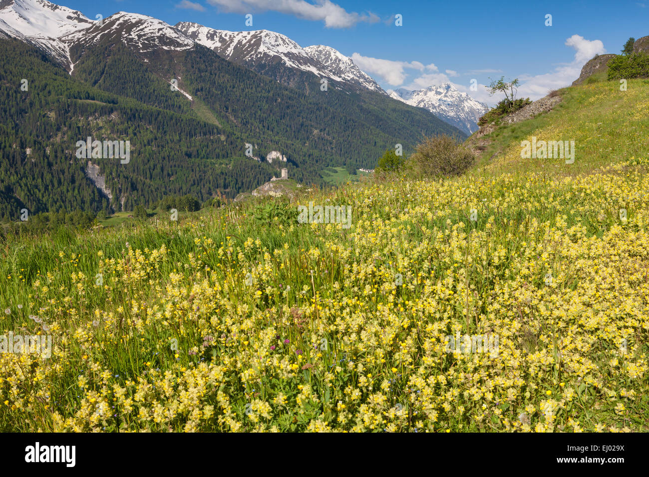 Ardez, Schweiz, Europa, Kanton Graubünden, Graubünden, Engadin, Unterengadin, Engadin, untere Engadin, Wiese, Berg Pastur Stockfoto