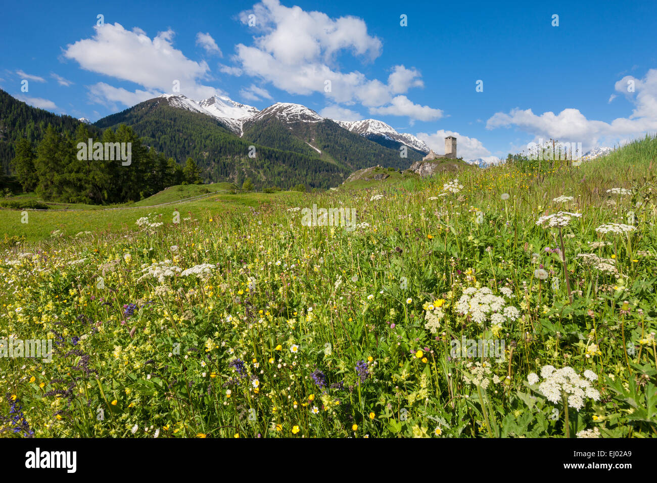 Ardez, Schweiz, Europa, Kanton Graubünden, Graubünden, Engadin, Unterengadin, Engadin, untere Engadin, Wiese, Berg Pastur Stockfoto