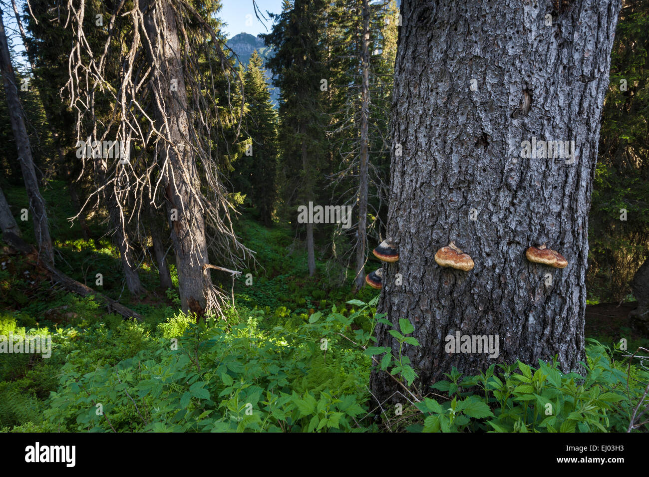 Urwald, Wald, Bödmeren, Bödmerenwald, der Schweiz, Europa, Kanton Schwyz, Holz, Wald, Bäume, Fichten, Baum-Pilze Stockfoto