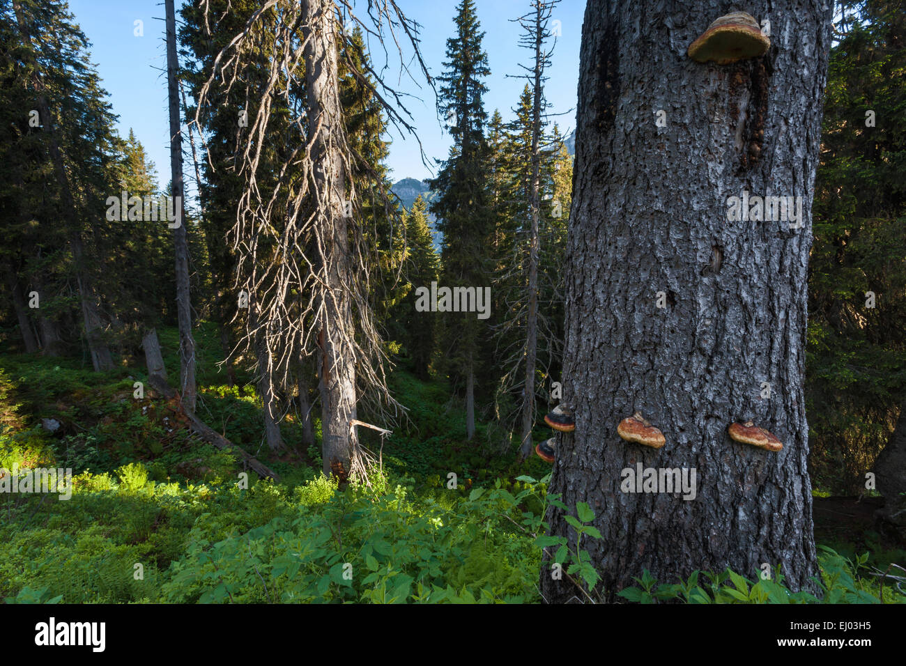 Urwald, Wald, Bödmeren, Bödmerenwald, der Schweiz, Europa, Kanton Schwyz, Holz, Wald, Bäume, Fichten, Baum-Pilze Stockfoto