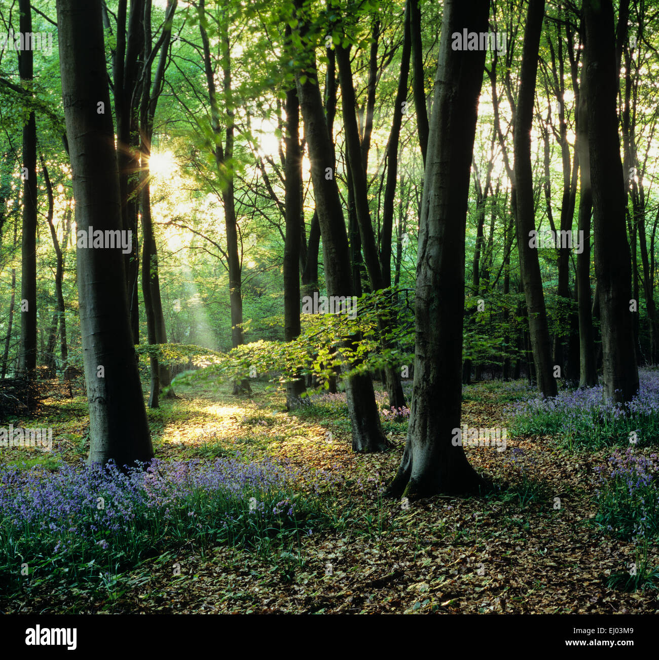 Sonnenstrahlen im Bluebell Holz Stockfoto