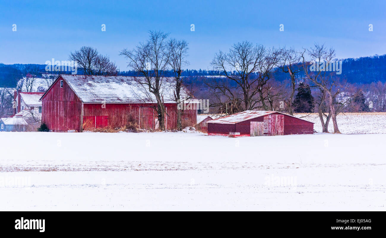 Roten Scheunen in einem schneebedeckten Feld in ländlichen York County, Pennsylvania. Stockfoto