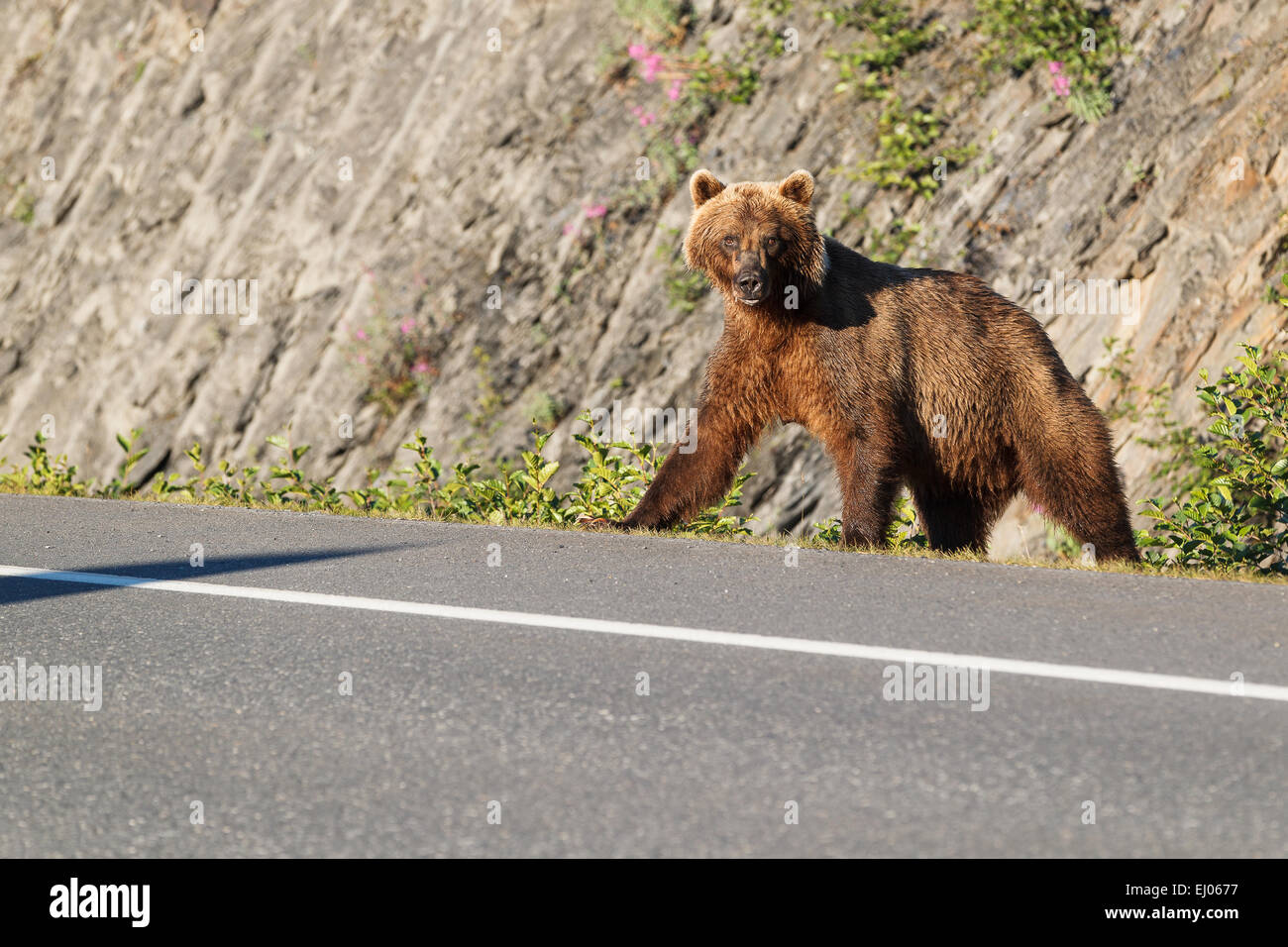 Grizzly Bear säen auf Dayville Road, Valdez, Alaska, Vereinigte Staaten von Amerika. Stockfoto